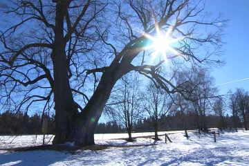 Lípa v Lipce vede v celoevropské anketě, na inspekci dorazil i známý „lovec“ stromů 