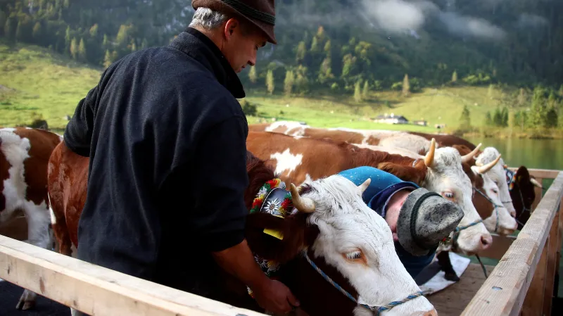 Krávy se vrací z pastvin po Königsee