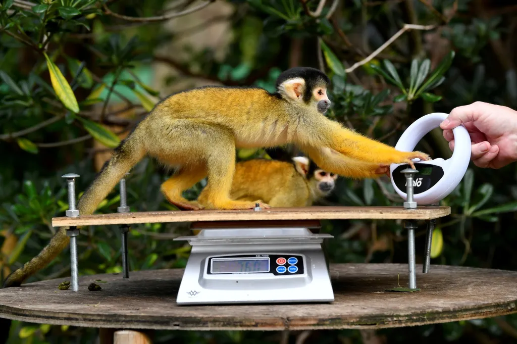 Ošetřovatel v londýnské zoo váží drobnou opičku kotula veverovitého. Během vážení si kotul hraje s čtečkou čipů, která je schopna identifikovat jednotlivá zvířata