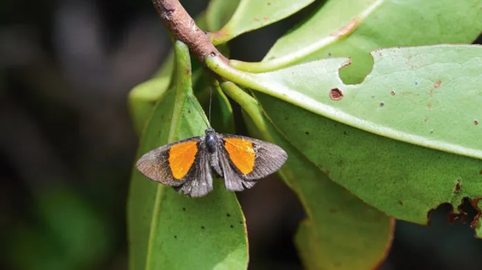 Nově objevený druh motýla