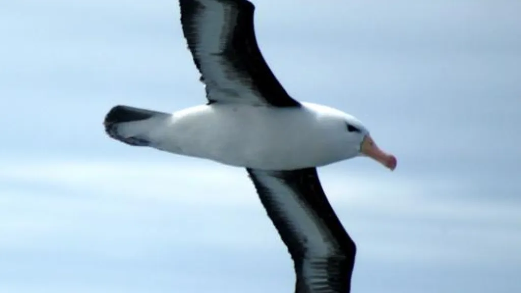 Albatros