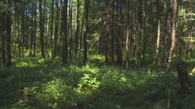 Část Vršovské Olšiny, ve které voda zůstává, je pokryta vegetací