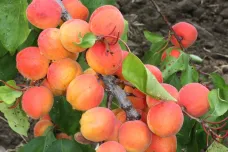 Ovocnáři na jižní Moravě vyšlechtili Sophinku, novou a odolnější odrůdu meruněk
