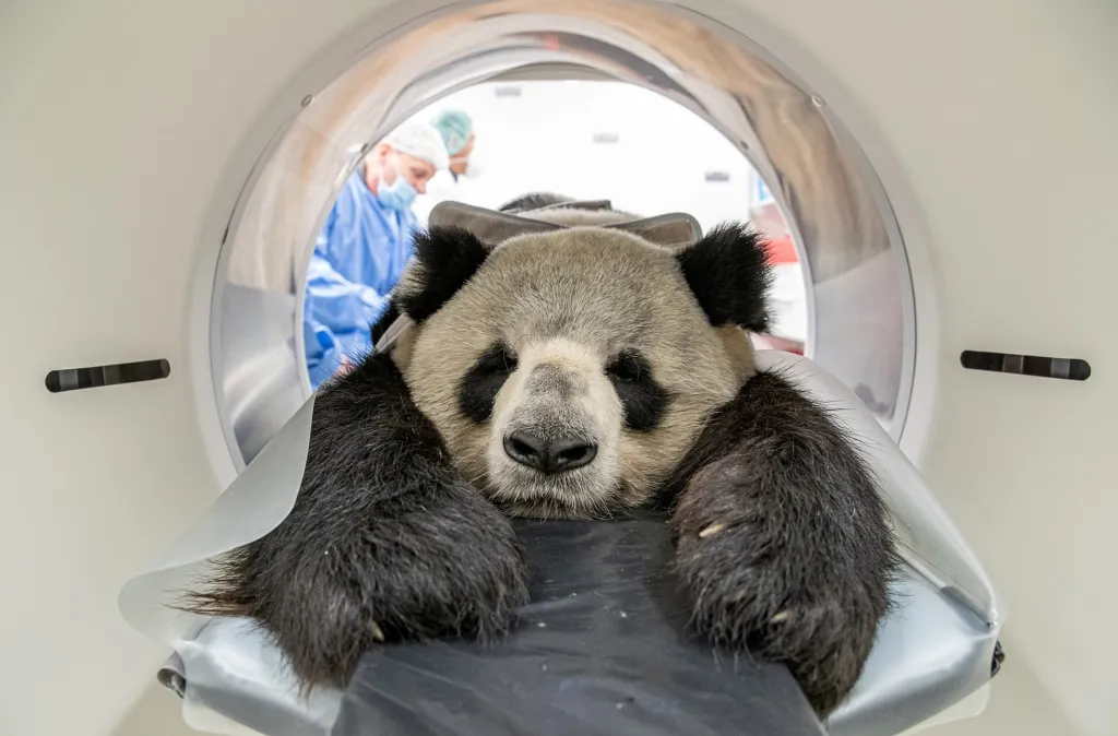 Panda Jiao Qing podstoupila v Přírodovědeckém institutu v německém Leibnizu vyšetření na tomografu