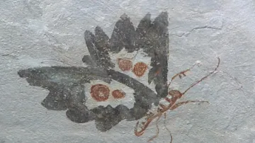 Detail malby na zámku Nebílovy