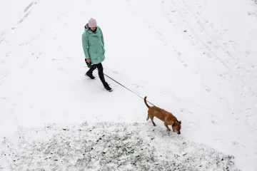 Na jihu Čech někdo tráví psy, policie hledá svědky
