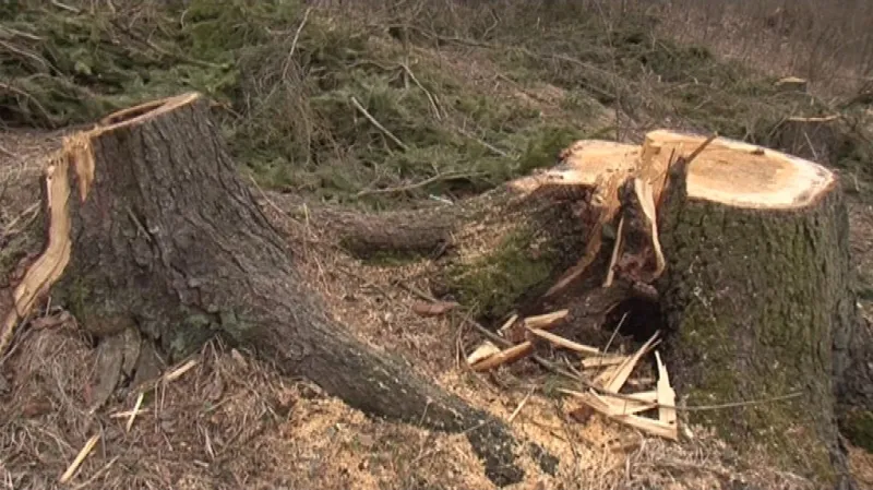 Vykácený les, který je součástí církevních restitucí