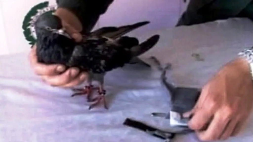 Holub pašující mobil