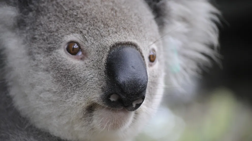 Koala