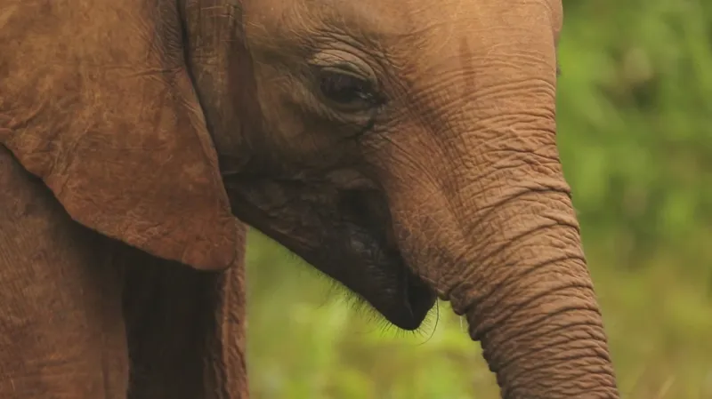 Jedno ze slůňat v sirotčinci u Nairobi