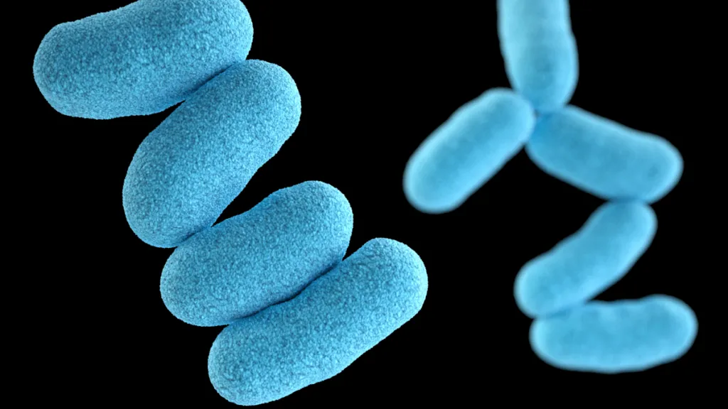 Bakterie Corynebacterium diphtheriae, která způsobuje záškrt