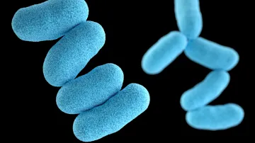 Bakterie Corynebacterium diphtheriae, která způsobuje záškrt
