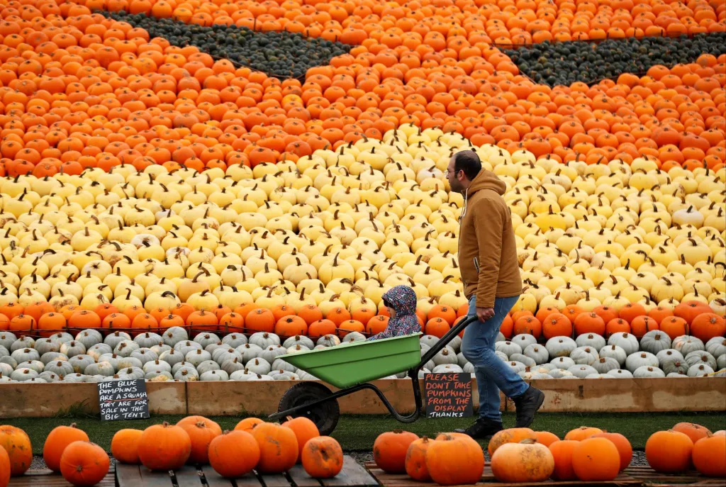 Farma Sunnyfields v britském Southamptonu nabízí velké množství dýní, které po svátku Halloween zůstaly nevyužité. Dýně si rozhodně cestu ke klientům najdou. Zájem o ně mají především restaurace
