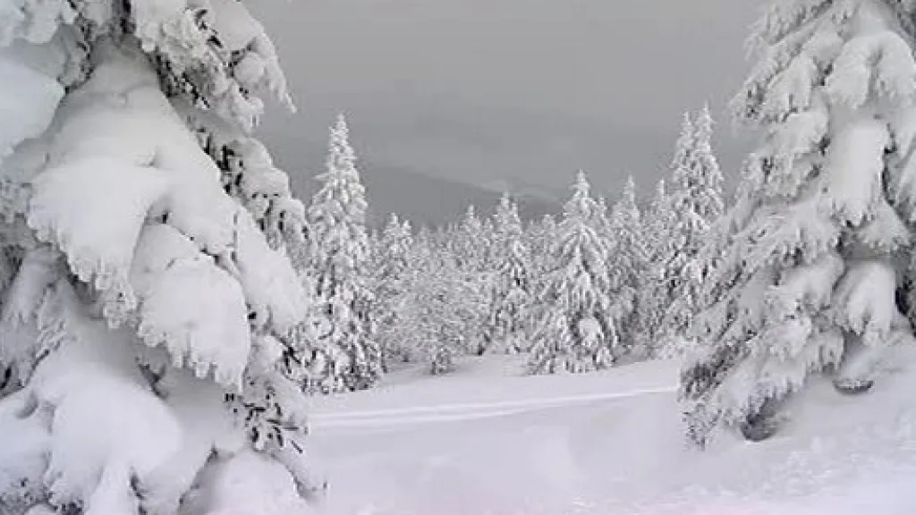 Zima