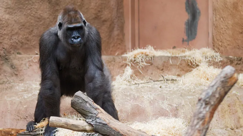 Bikira, gorila nížinná