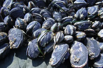 Vlna veder v Kanadě zabila víc než miliardu mořských zvířat 