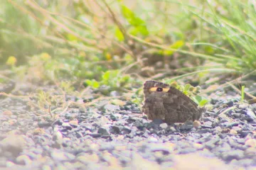 Na bývalém odkališti u tušimické elekrárny se daří vzácnému motýlovi. Pomáhá mu pastva