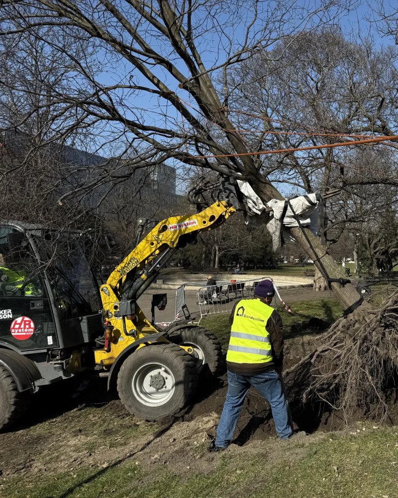 Karlovo náměstí v Praze se chystá na rekonstrukci, probíhá přesadba stromů