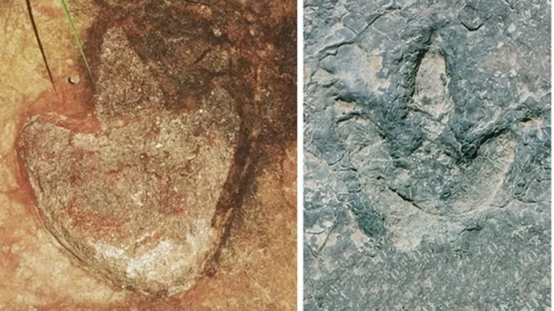 Dinosauří stopy: vlevo z Brazílie, vpravo z Kamerunu