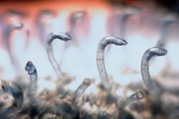 Suchý zip je stále nenahraditelný, zejména v kosmonautice