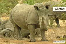 Návrat nosorožců do přírody. V Zambii bojují za obnovu populace ohrožených zvířat