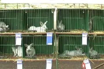 Drobní chovatelé se představili v Kožušanech