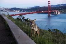 Pózující kojot v San Franciscu a ovce v kostele. Zvířata se stahují do měst, kde utichl život