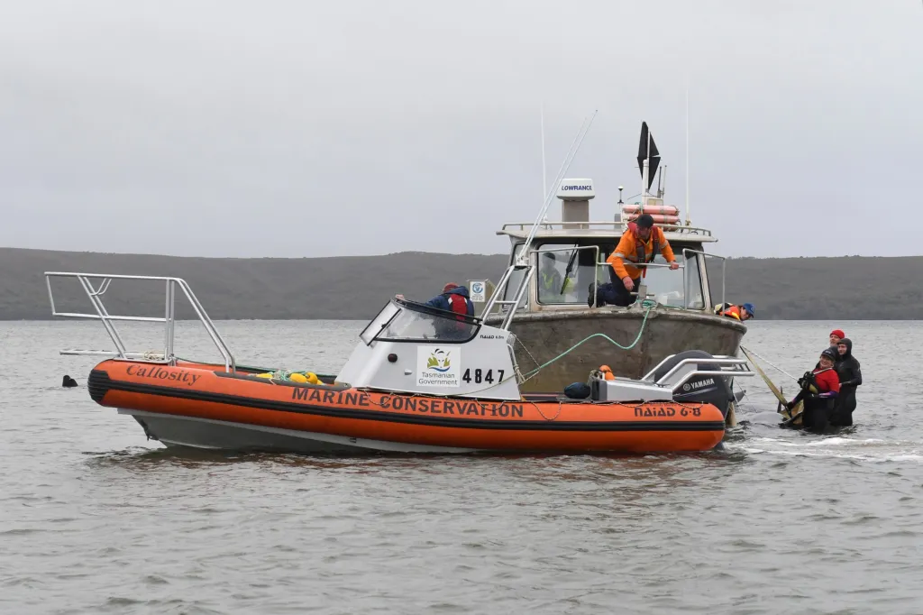 Záchranáři se snaží osvobodit 270 velryb z mělkého zálivu v severozápadní části Tasmánie