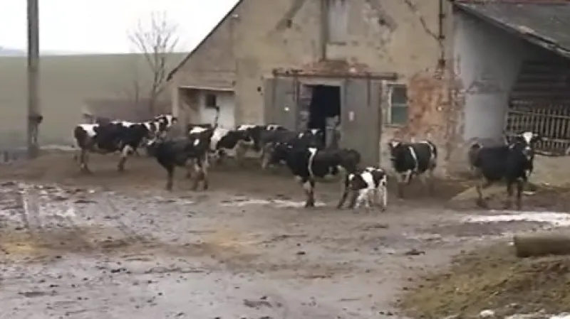 Zvířata se po zničeném areálu pohybují zcela volně