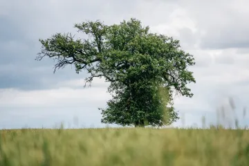 Stojí v širém poli, statečná a odolná. Stromem roku je hrušeň z Mrákotína