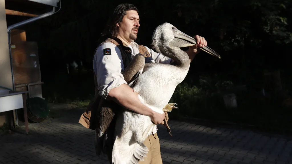Pelikáni míří z pražské zoo do Londýna