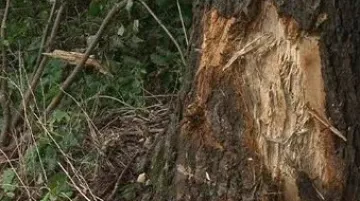 Strom, o který se automobil převrátil