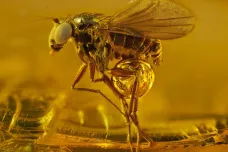Mravenčí hlava, motýlí křídla i zrnko soli. Porota vybrala nejlepší snímky podivného světa pod mikroskopem 