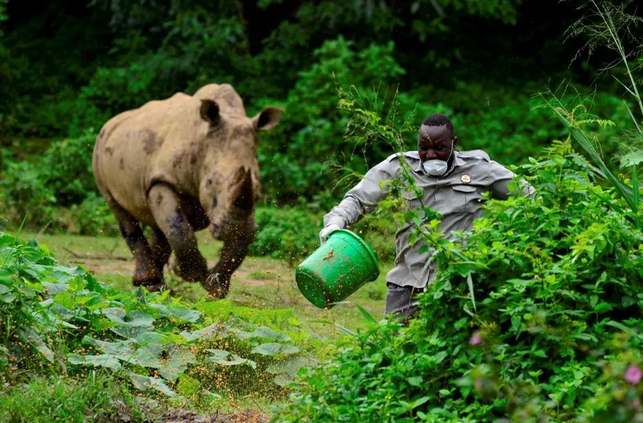 Ošetřovatel zvířat Steven Busulwa utíká před nosorožcem. Tato divoká scénka se odehrála během krmení zvěře ve vzdělávacím středisku ochrany přírody Ugandy (UWEC) u města Entebbe