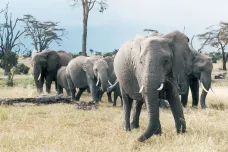 Trump po 24 hodinách otočil: Dovoz sloních trofejí z Afriky je teď pozastavený