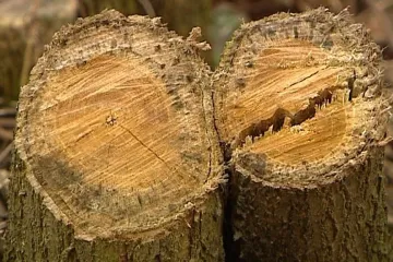 Vyhláška MŽP umožňuje kácet i vzácné stromy