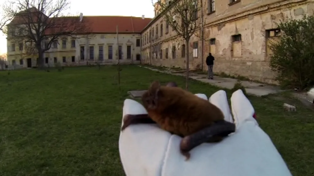 Vypouštění zachráněných netopýrů do volné přírody