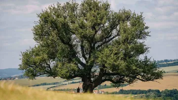 2. místo ankety Strom roku 2025 – Hruška na Radovách