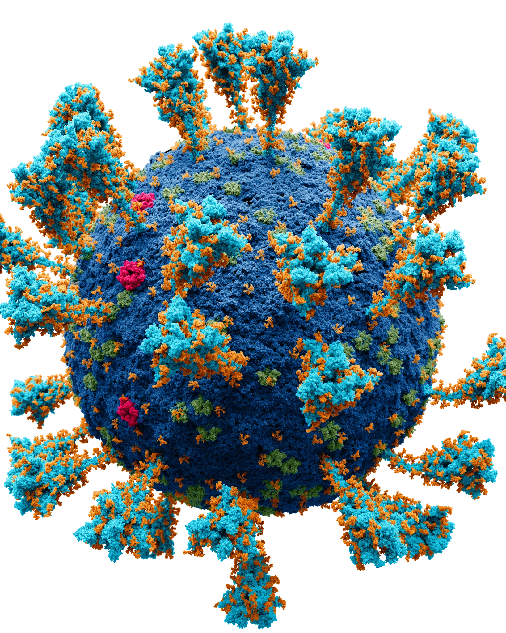 Brněnští vědci popsali, jak koronavirus proniká do mozku