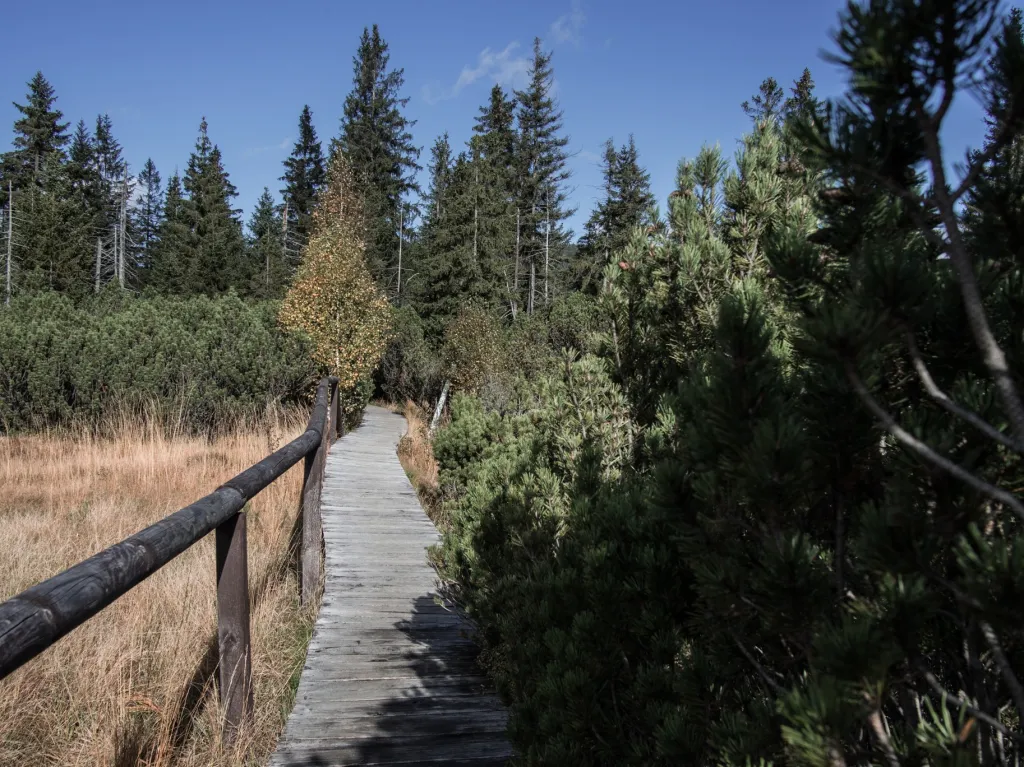 Na rašeliništích se vyskytuje mnoho vzácných druhů rostlin. Patří zde například  masožravá rosnatka okrouhlolistá, blatnice bahenní, kyhanka sivolistá, vřesovec čtyřřadý nebo ostřice mokřadní