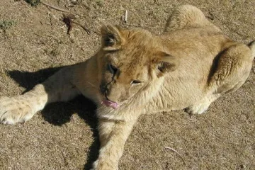 Lev pobíhající po zahradě děsí obyvatele Rychvaldu