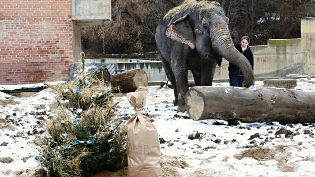 I sloni v zoo dostávají dárky