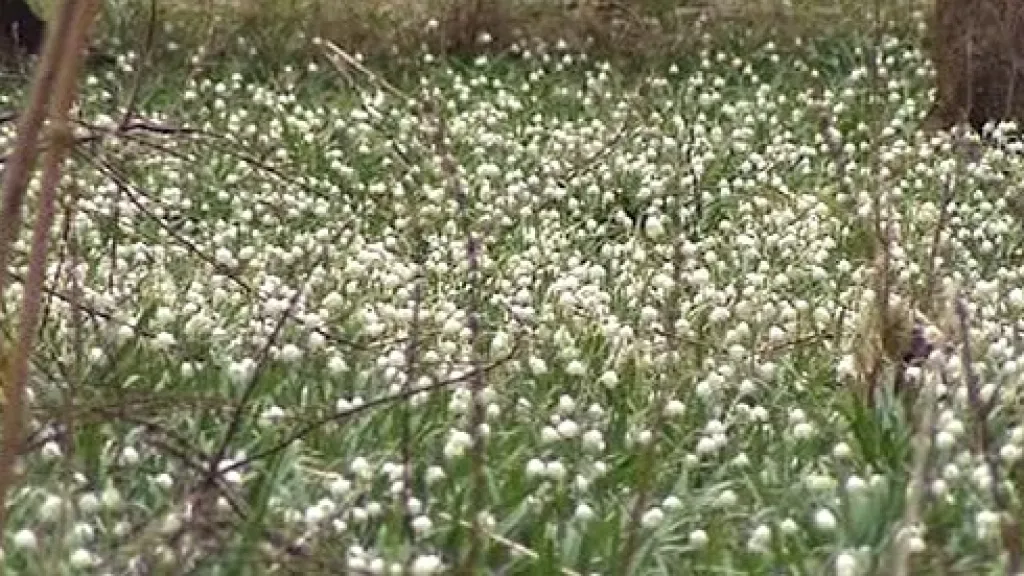Louka s rozkvetlými bledulemi jarními