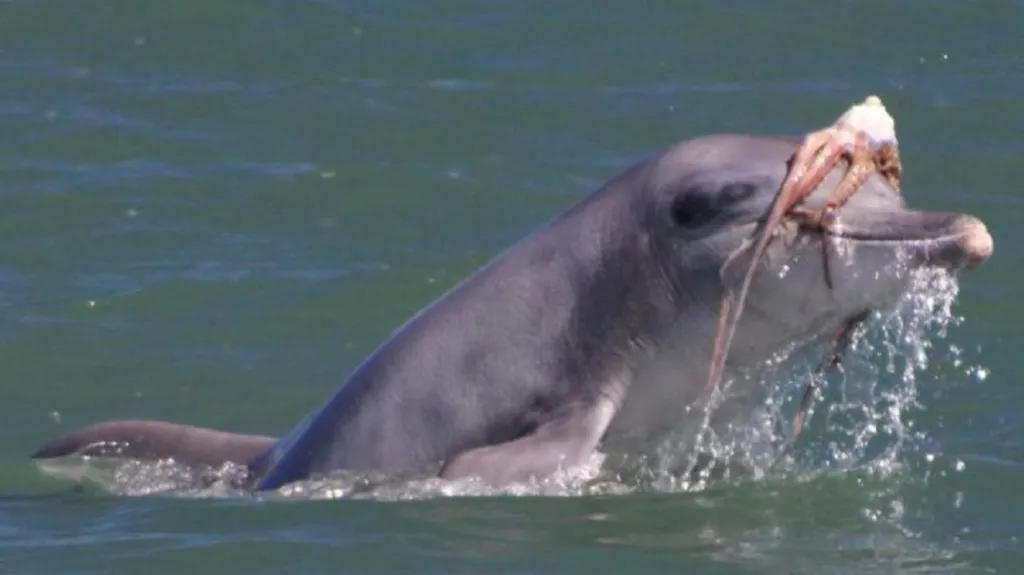 Delfíni loví chobotnice