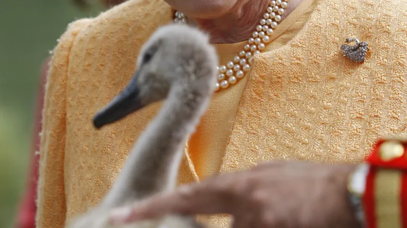 Královna Alžběta II. a labutí mládě