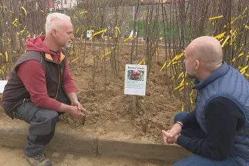 Jadernička či praskula. V Bojkovicích začali s roubováním starých odrůd jabloní