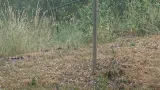 Luboš Šrail: Lhenice, Jihočeský kraj (29. 6. 2026)