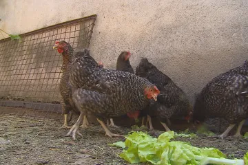 O slepice kvůli chřipce přišli všichni. Odškodnění zatím dostal každý druhý