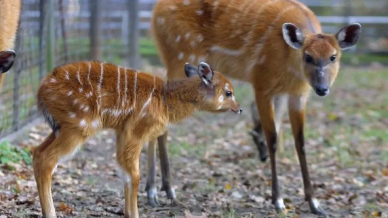 Zoolog z Dvora Králové: Kolegové z Prahy jsou odborníci