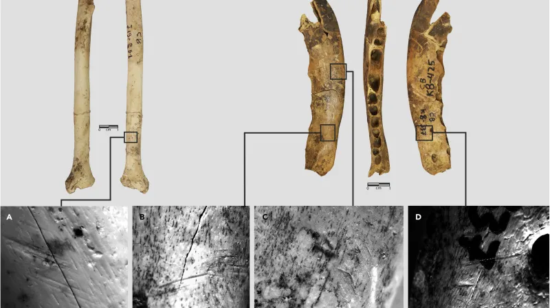 Liščí kosti byly poškozené tak, jako by z nich byla stahována kůže